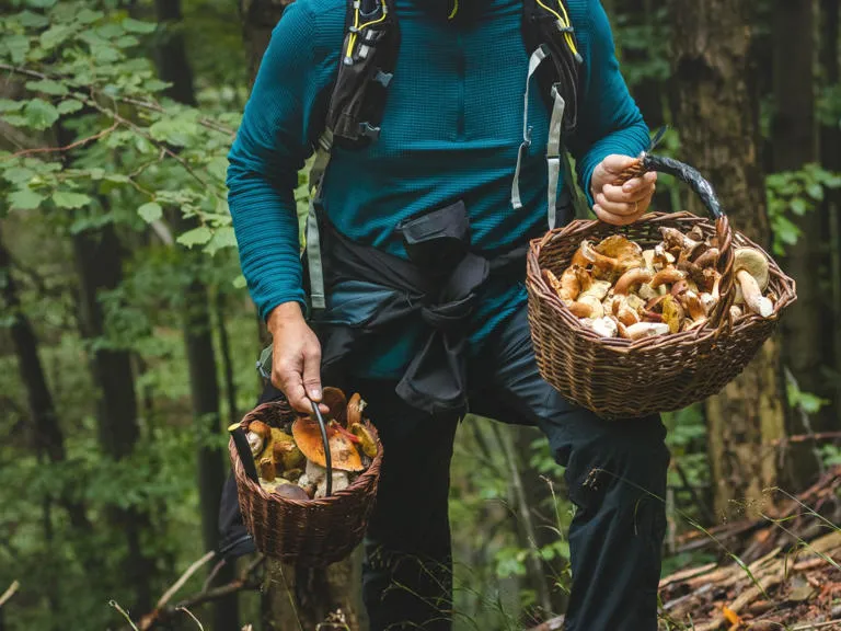 Koszyk pełen grzyb&oacute;w i akcesoria do grzybobrania