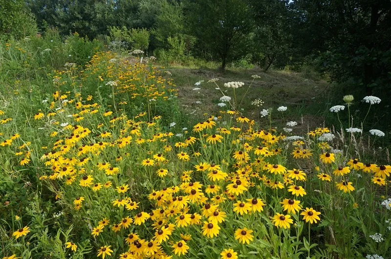 Preria amerykańska roślinność