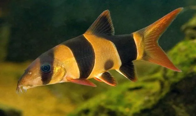 Ryby jedzące ślimaki w akwarium