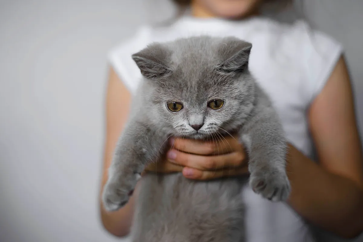 objawy robaczycy u kota