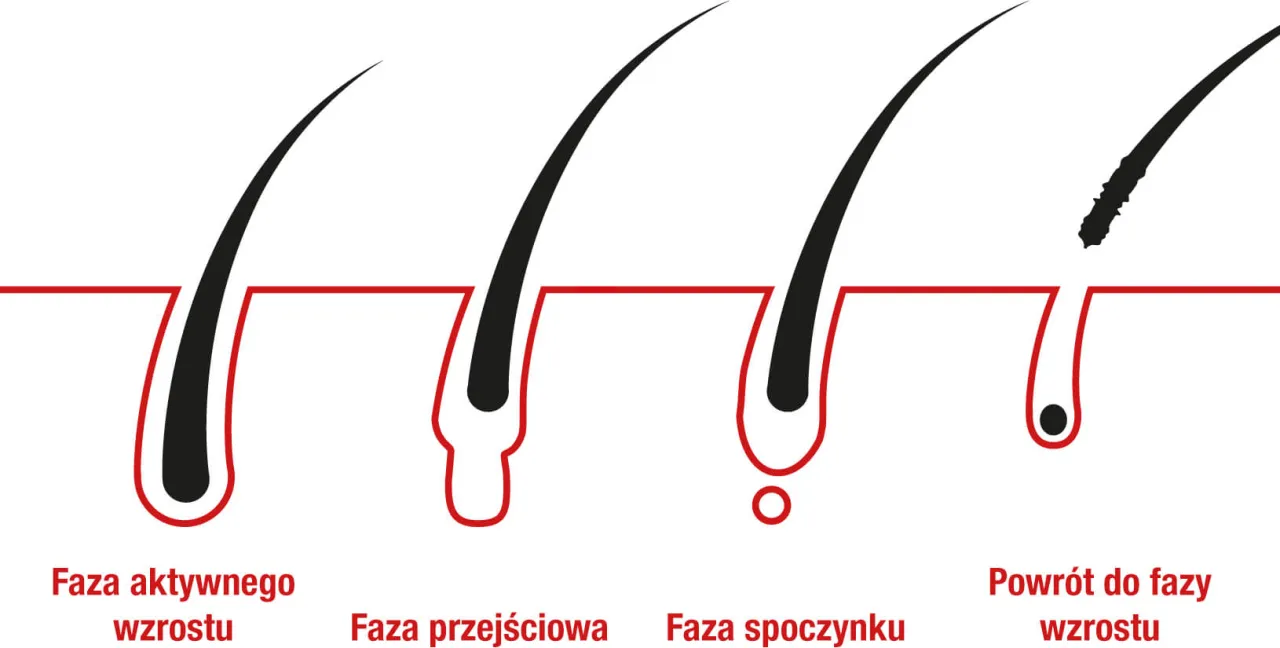cykl wzrostu włosa fazy