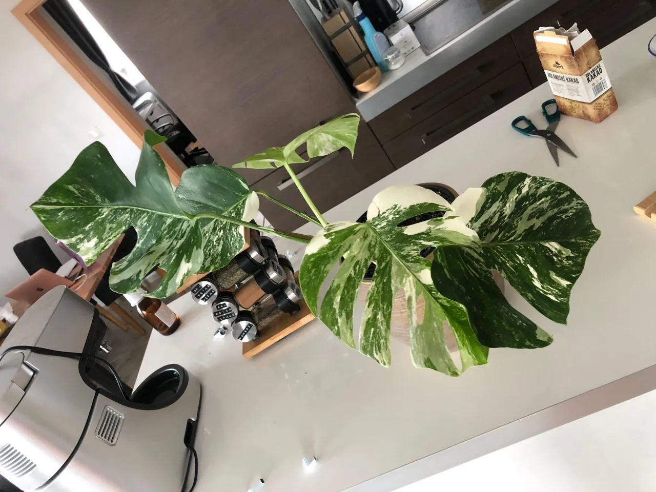 monstera z palikiem kokosowym