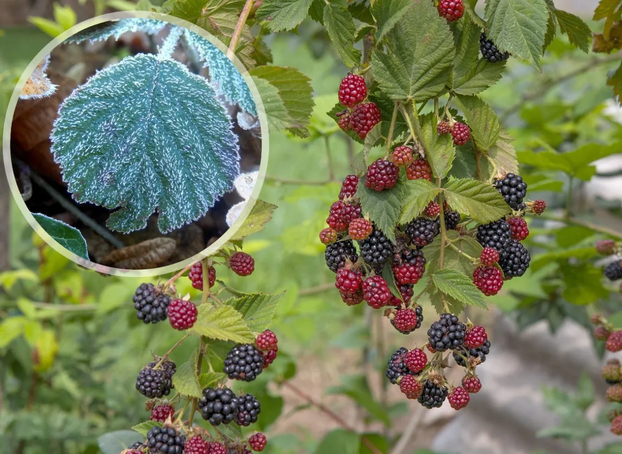 kalendarz cięcia jeżyny bezkolcowej