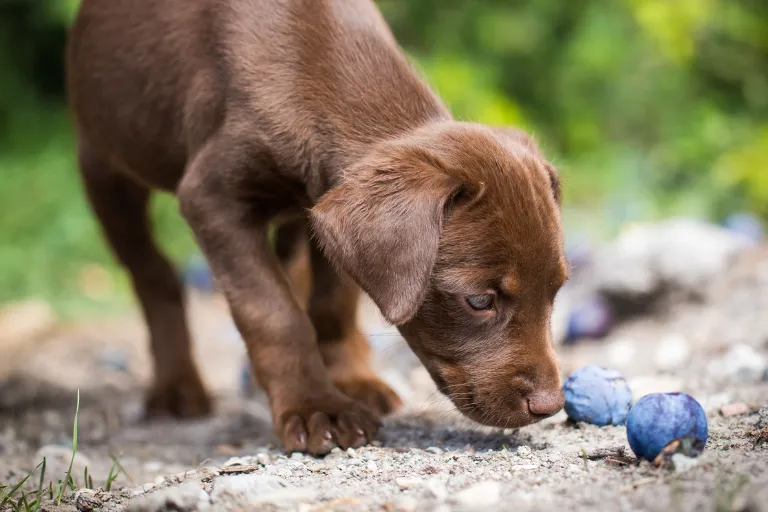 pies jedzący śliwkę bez pestki