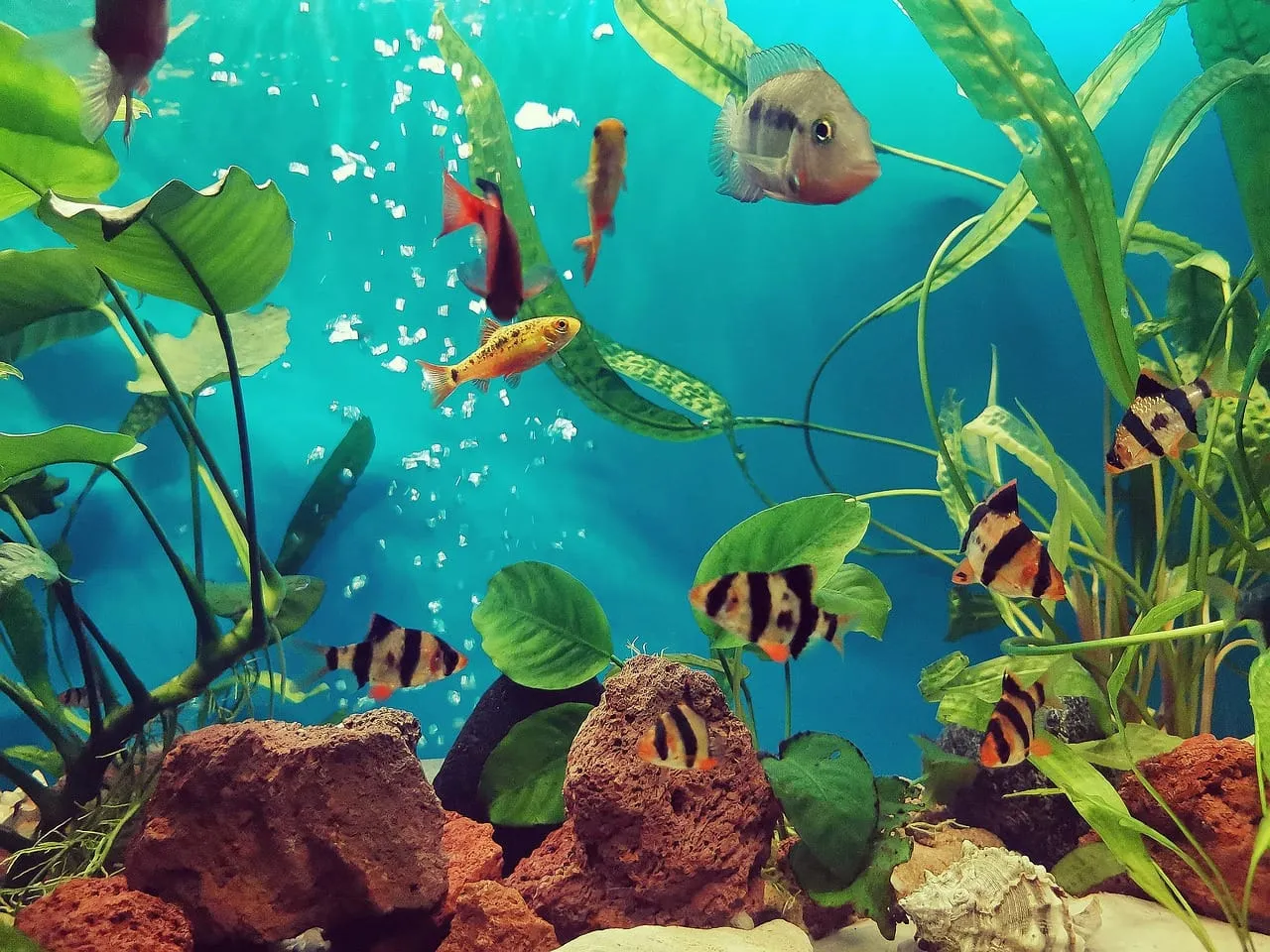 Ryby drapieżne do akwarium