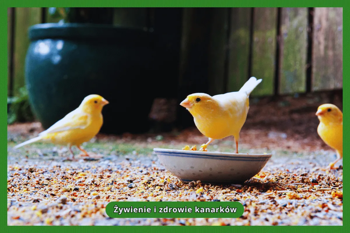 kanarek jedzący pokarm jajeczny