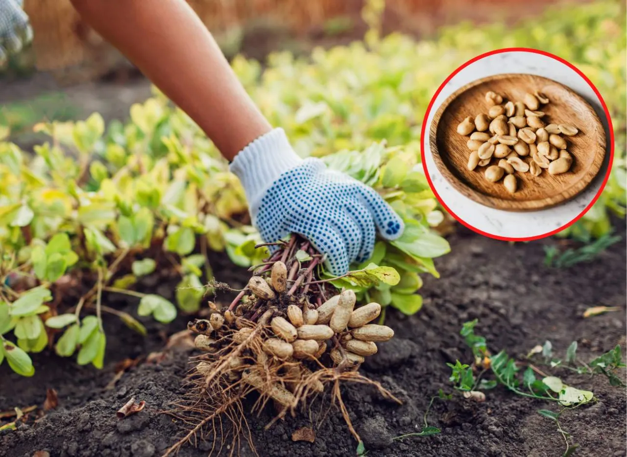 Zbi&oacute;r orzeszk&oacute;w ziemnych z doniczki