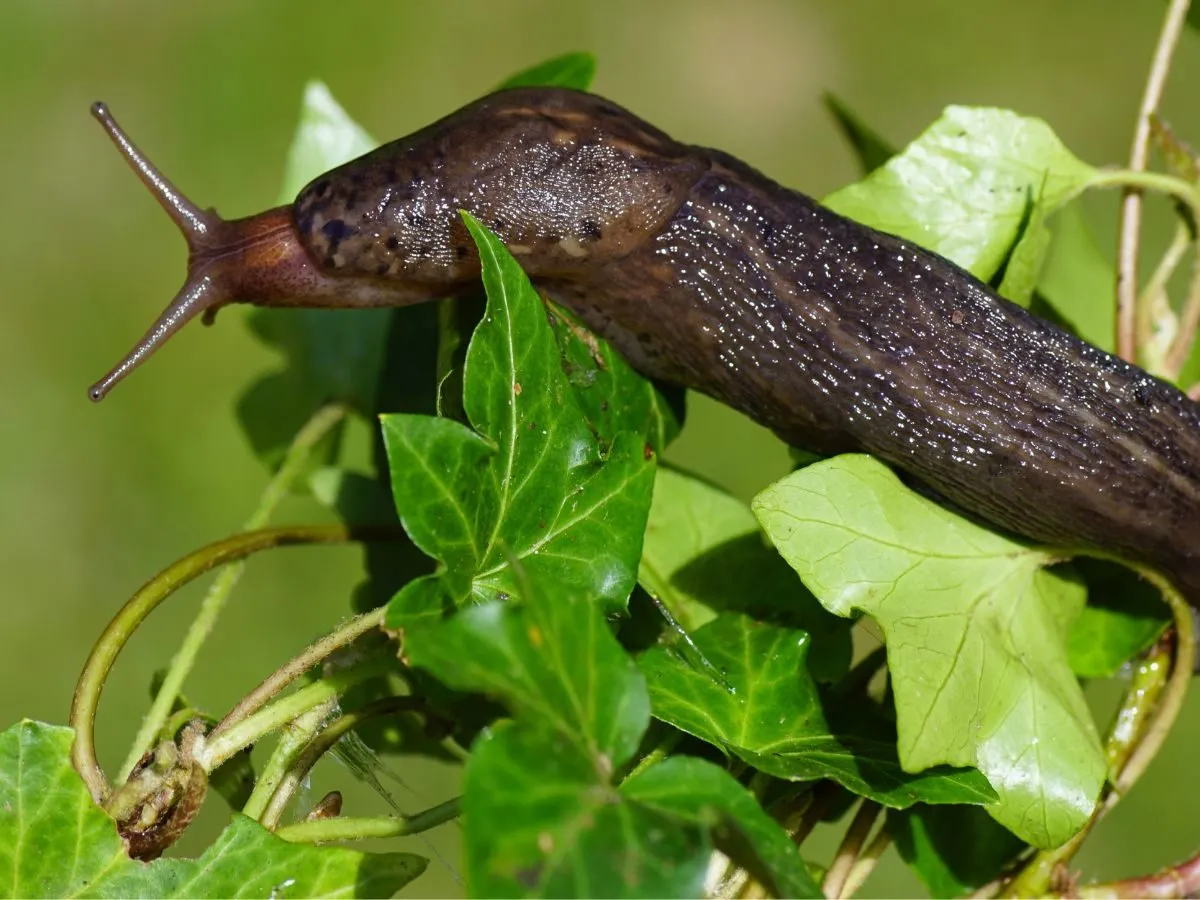 różne rodzaje ślimaków ogrodowych szkodniki