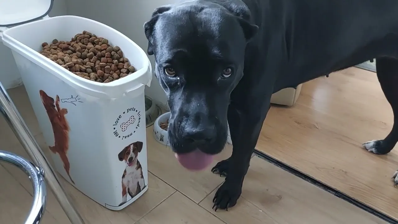 pies z miską karmy, właściciel odmierza porcję