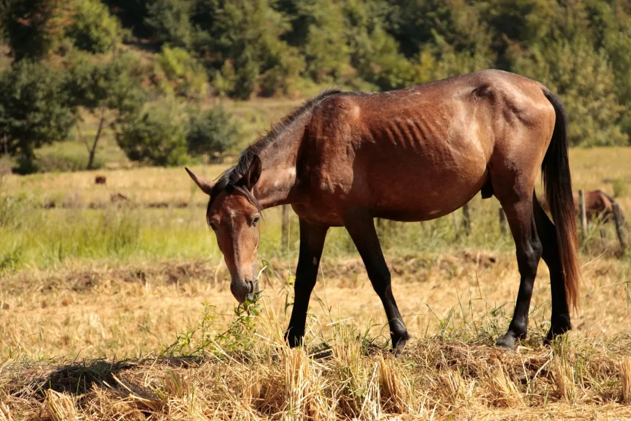 Niebezpieczne warzywa dla koni: ziemniaki, awokado, kapusta