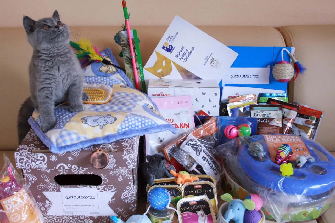 wyprawka dla kociaka