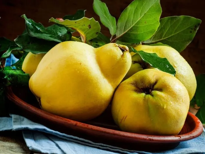 Dojrzała pigwa żółta i zielona pigwa porównanie