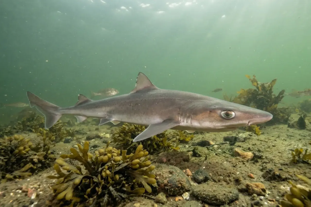 Płynący w zielonych wodach Bałtyku, wśród wodorostów, rekin. Odpowiedź na pytanie: czy w morzu bałtyckim są rekiny.
