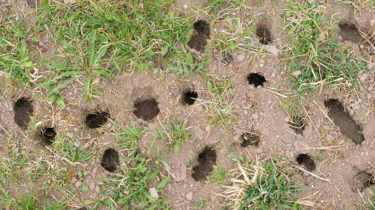 nornica w ogrodzie szkody