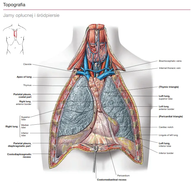 anatomia klatki piersiowej narządy