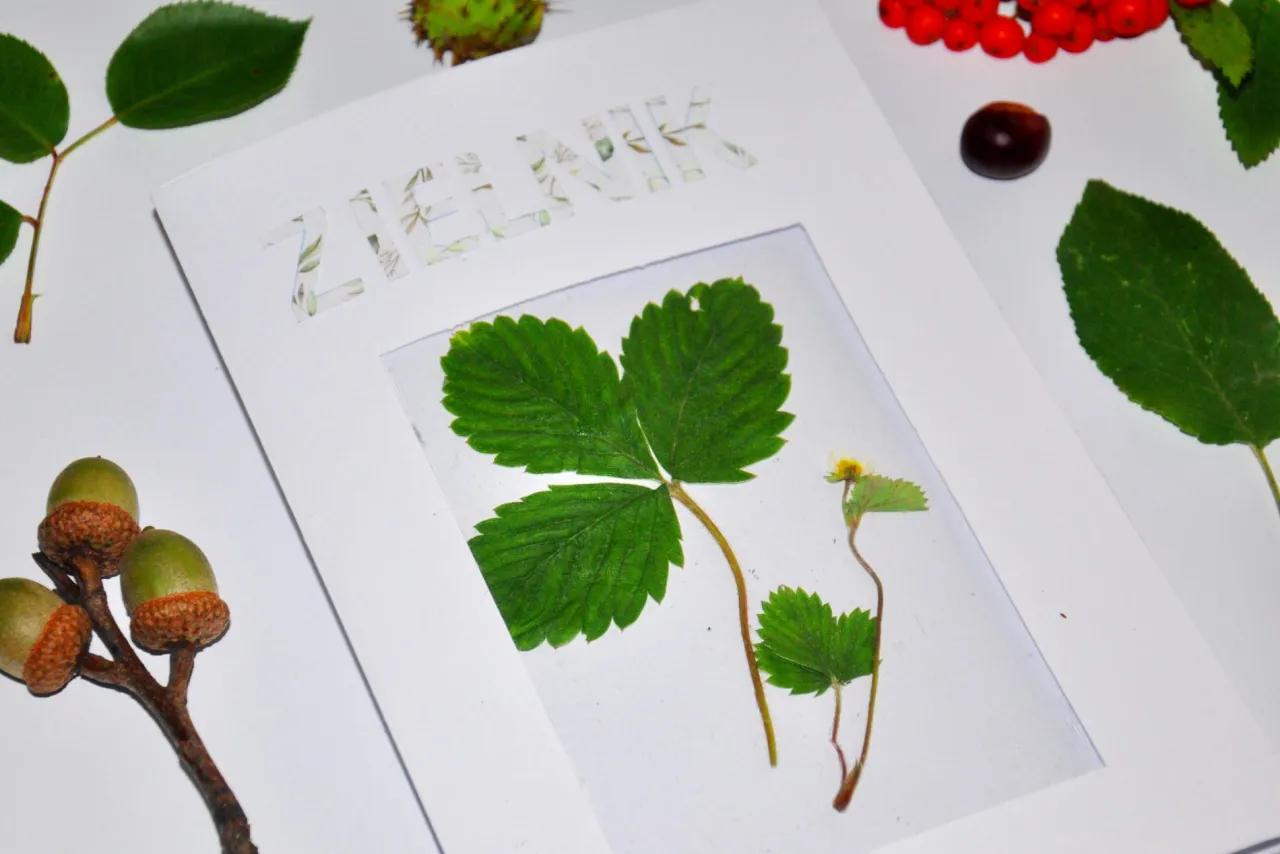 rośliny leśne do zielnika