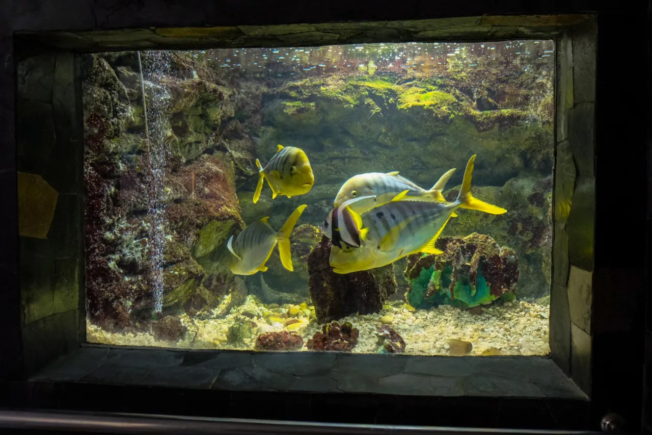 akwarium 100l aranżacja