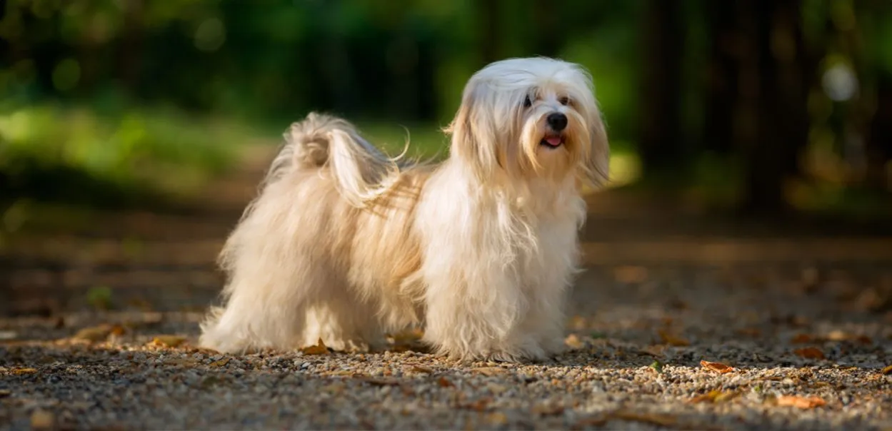 Pies o zdrowej sylwetce i lśniącej sierści