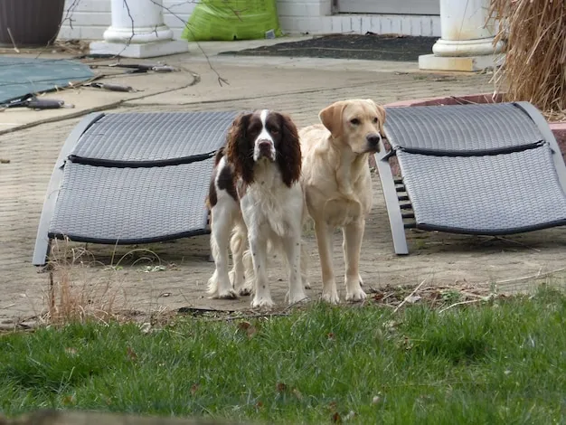 pies znaczenie terenu