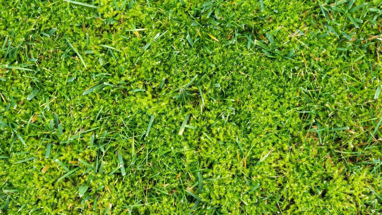 Wertykulacja i aeracja trawnika