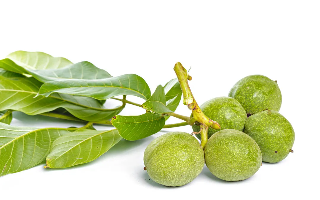 przekrojony zielony orzech włoski