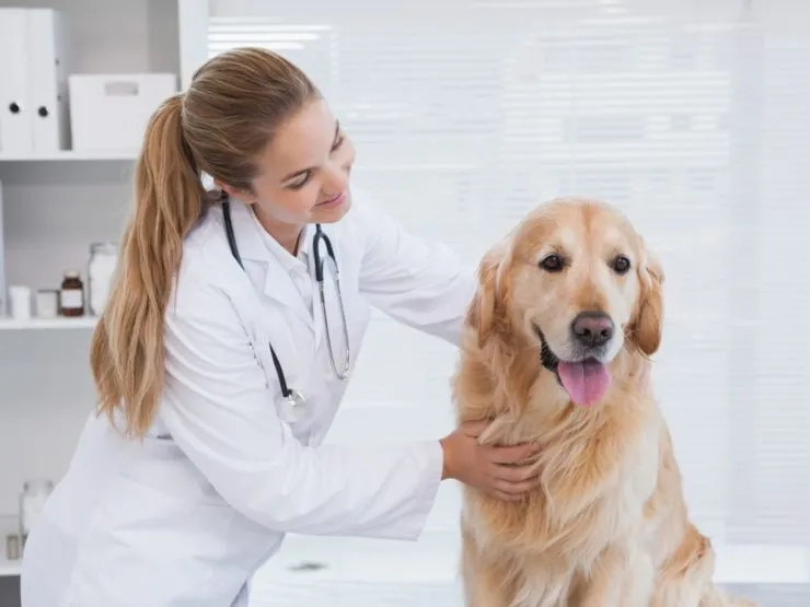 Weterynarz w Szwajcarii zarobki