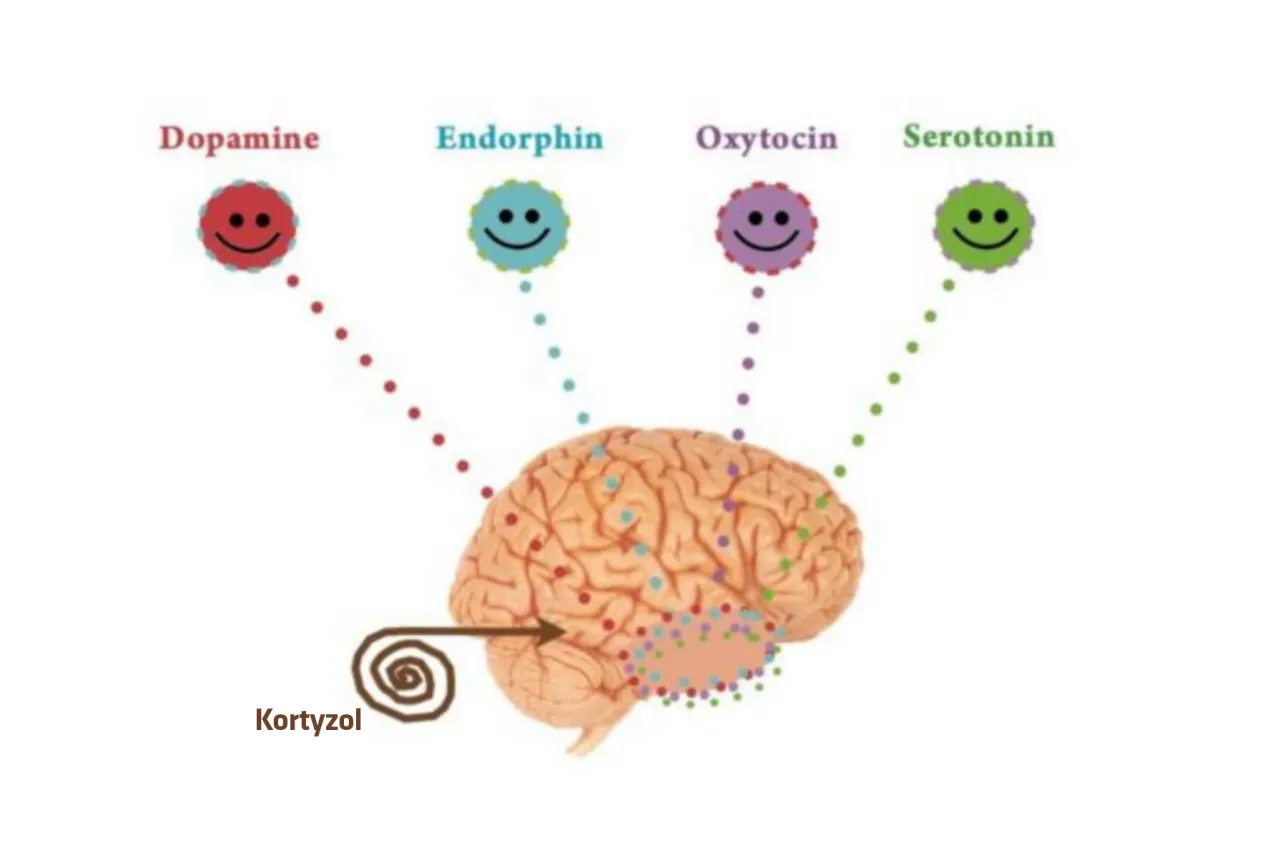 endorfiny dopamina serotonina mózg aktywność fizyczna