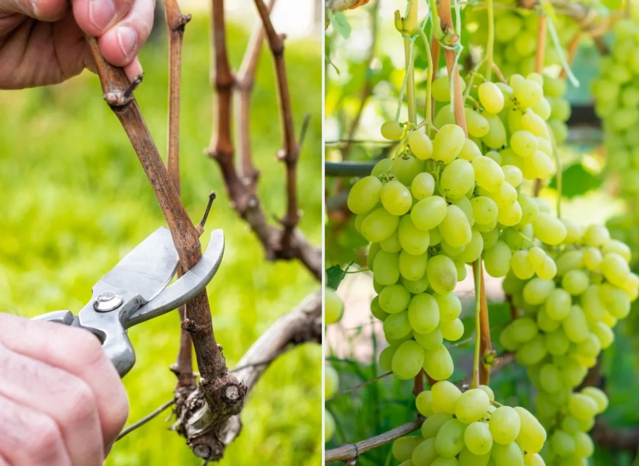 pielęgnacja winorośli po przycinaniu