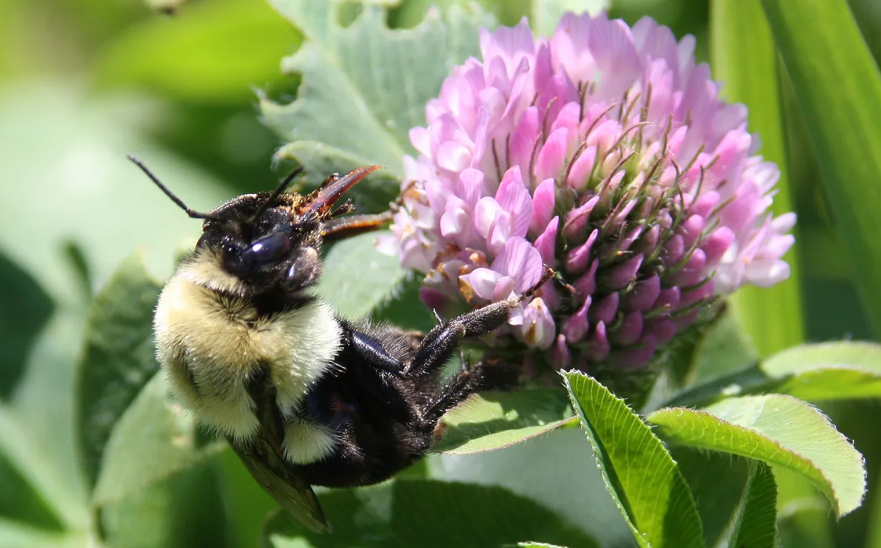 Przykłady mutualizmu w przyrodzie