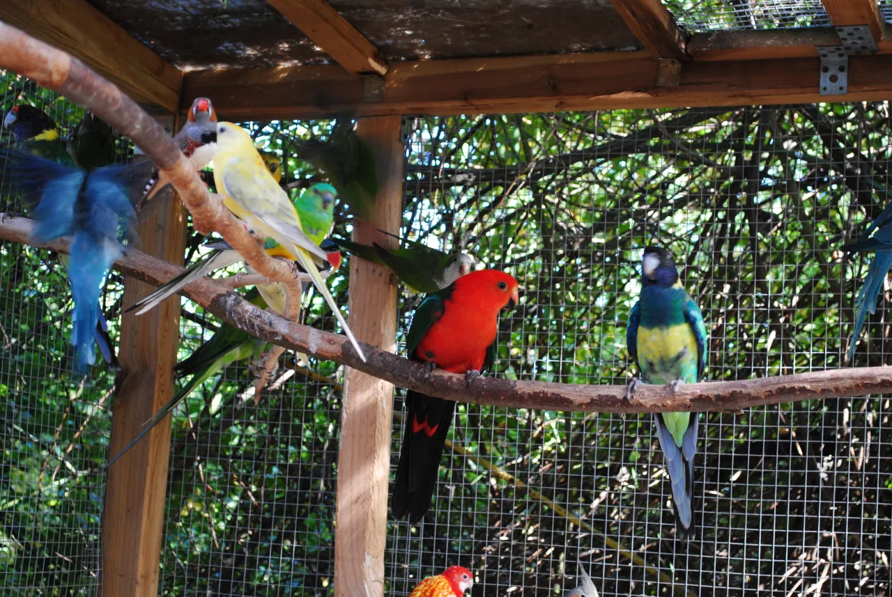 bezpieczne drzewa i krzewy dla papug w wolierze