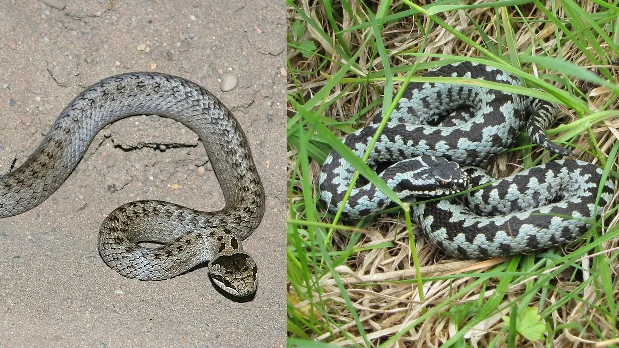 żmija zygzakowata zaskroniec gniewosz porównanie