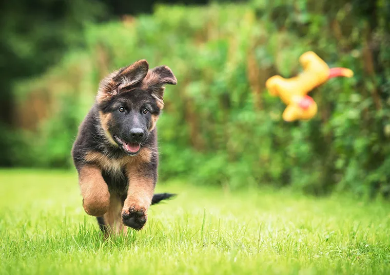 szczenięta bawiące się w domu