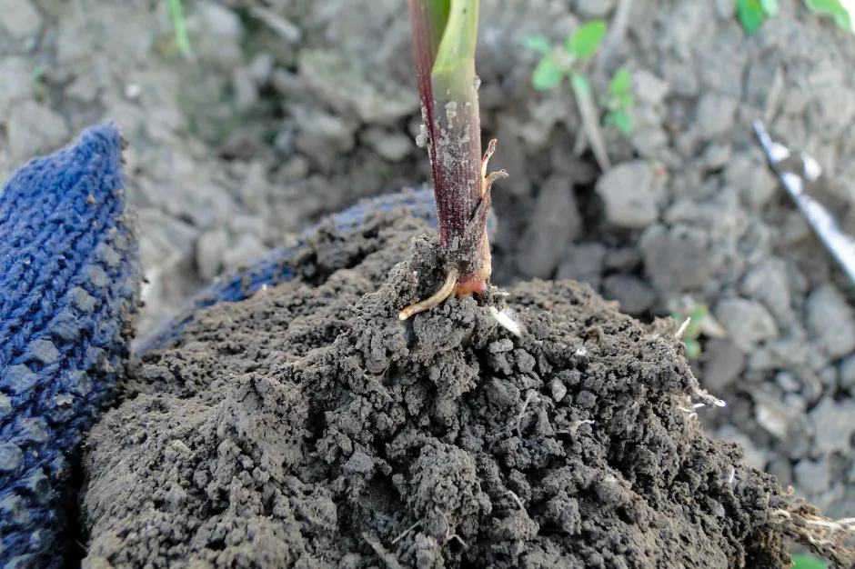 Słabe wschody kukurydzy przez błędy w siewie