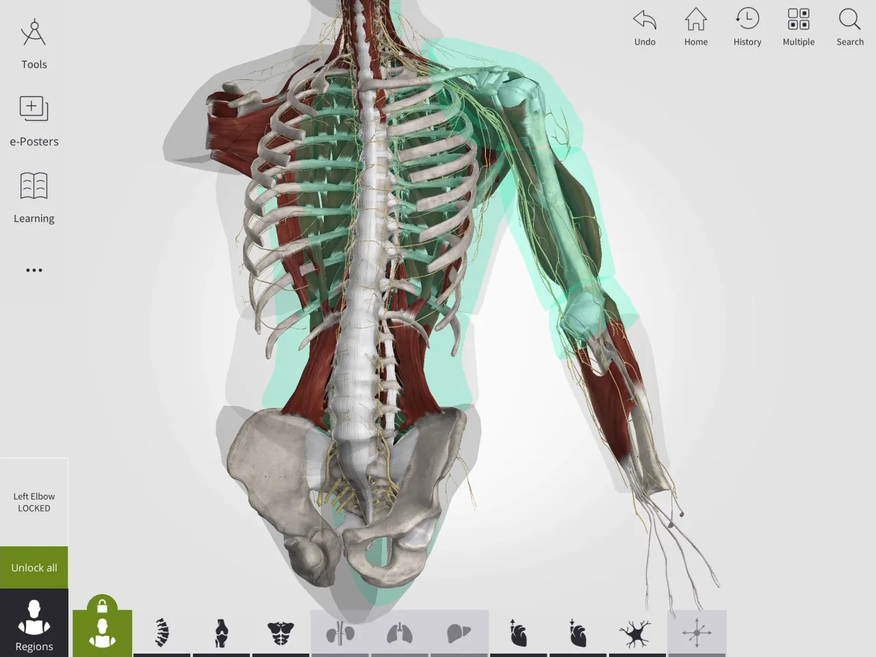 r&oacute;żne narzędzia do nauki anatomii (atlas, tablet z aplikacją 3D, fiszki)