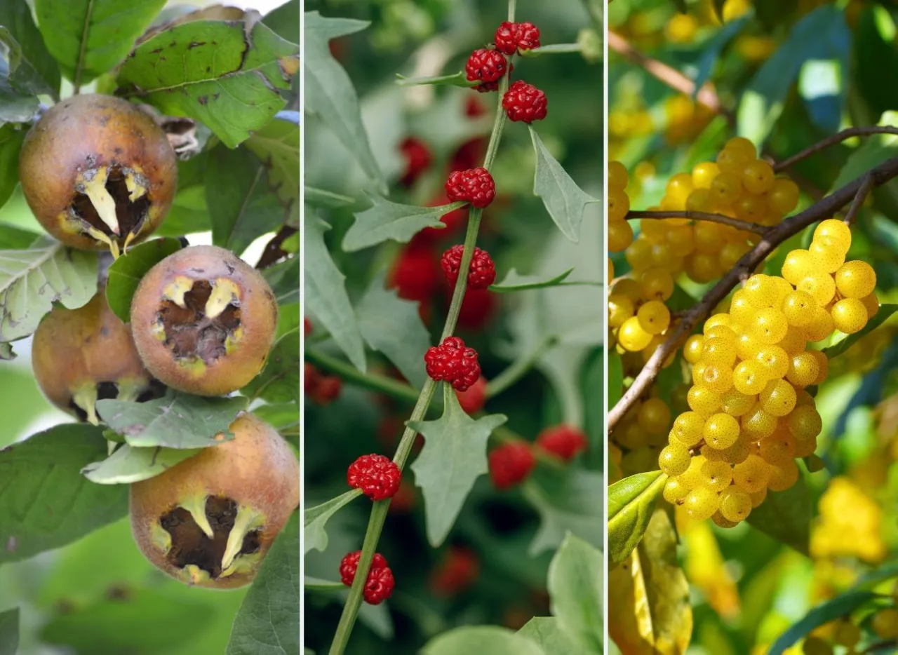 Drzewo owocowe z obfitymi plonami