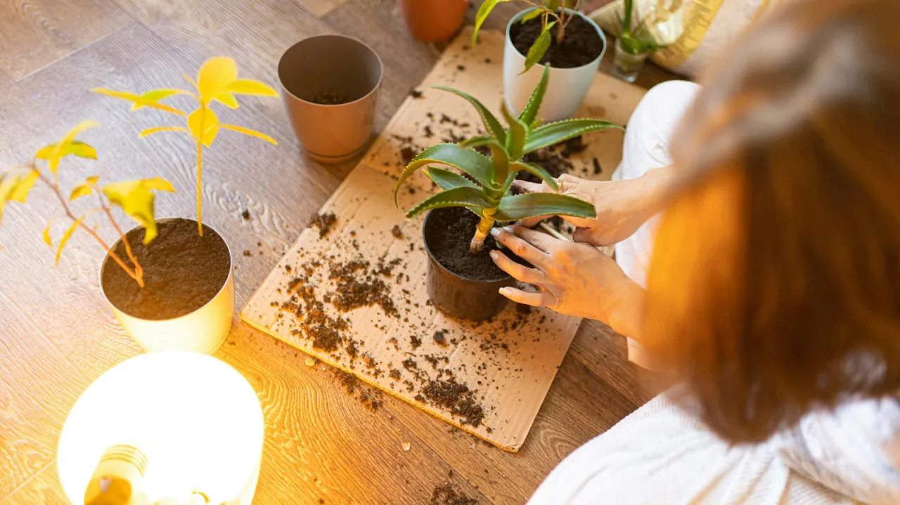 Narzędzia do przycinania roślin: ostre nożyczki i n&oacute;ż