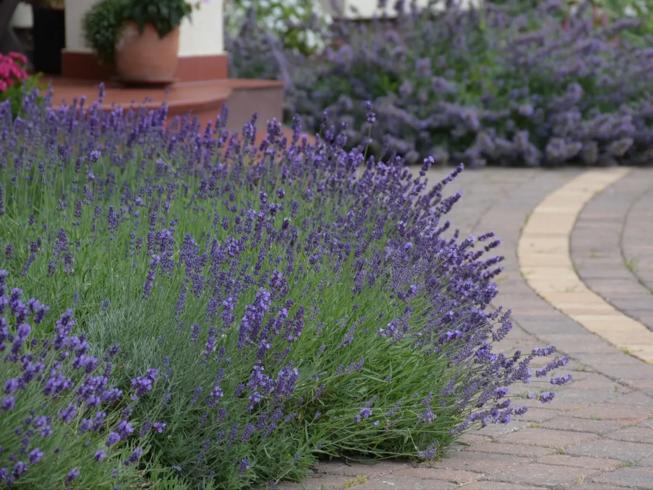 Kiedy sadzić lawendę kalendarz ogrodnika