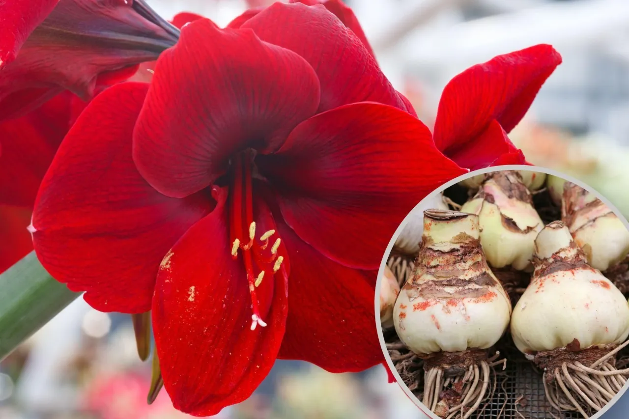 sadzenie cebuli amarylisa krok po kroku