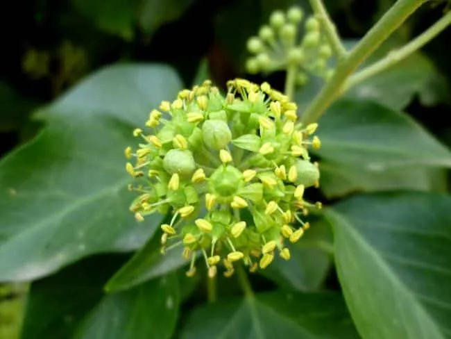 kwiaty bluszczu pospolitego z bliska