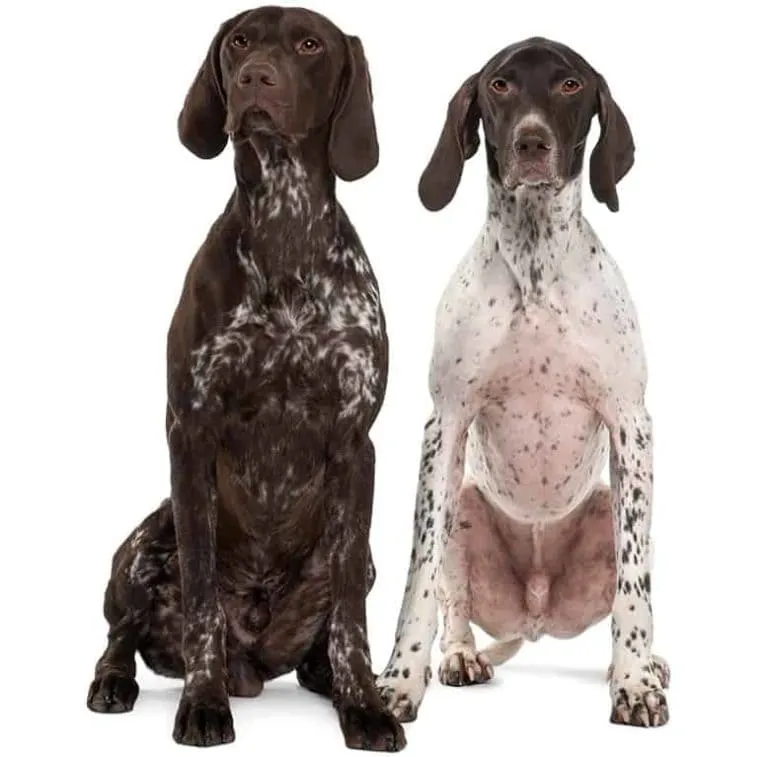 pies z podszerstkiem i pies krótkowłosy porównanie