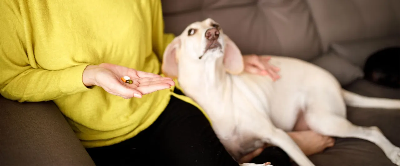 weterynarz podaje lek psu