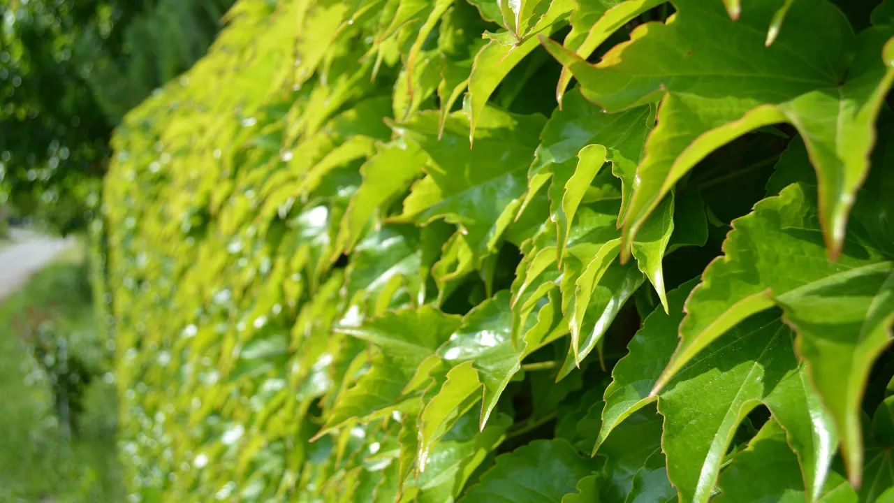 Gęsty żywopłot zimozielony