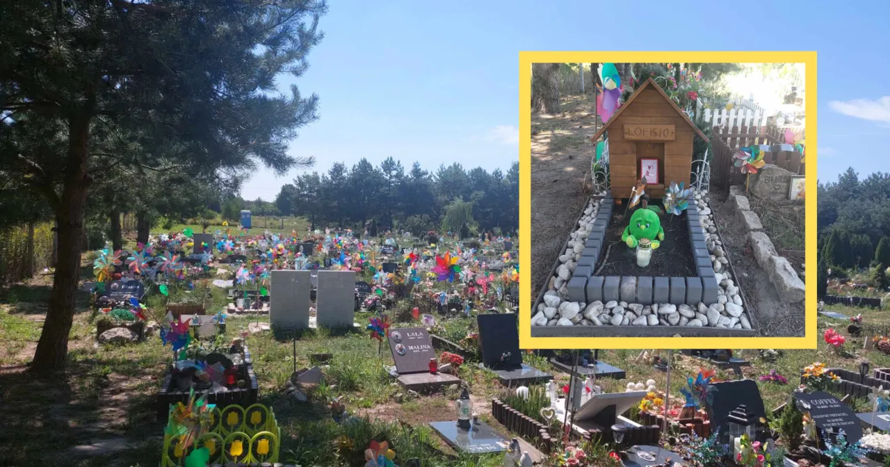 Nielegalny poch&oacute;wek zwierzęcia w ogrodzie mandat