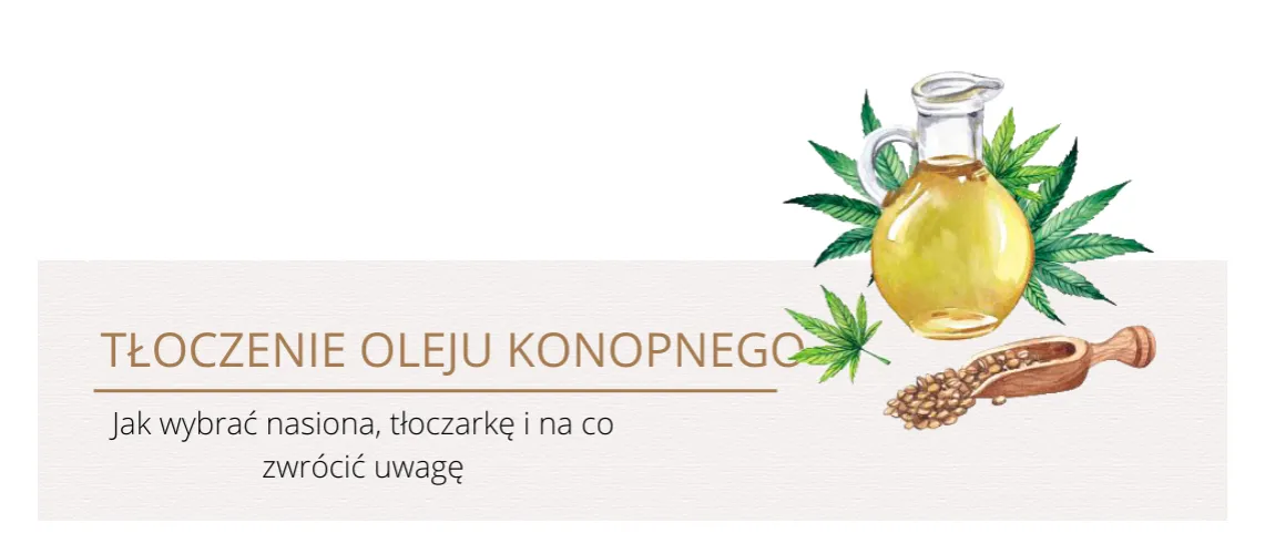 Zdjęcie Jak zrobić olejek z konopi - prosta receptura i cenne właściwości