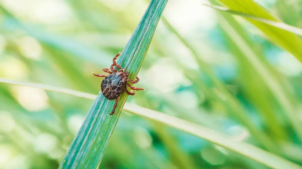 kleszcz w trawie