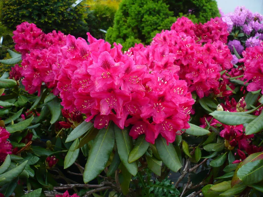 różne odmiany rododendronów kwitnące w ogrodzie