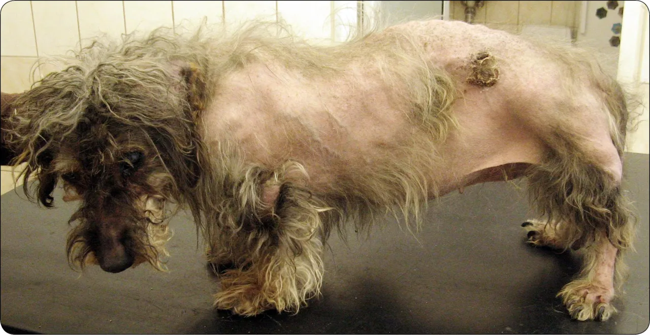 Pies z objawami zespołu Cushinga