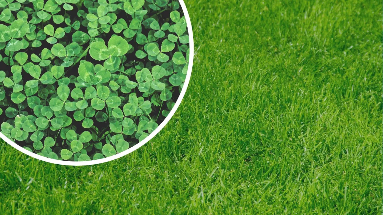 koniczyna a szczawik różnice