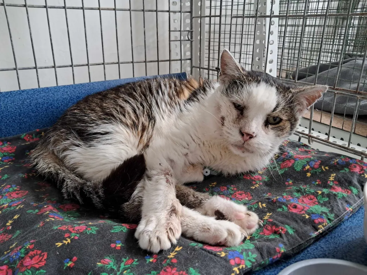 Chory kot leżący apatycznie