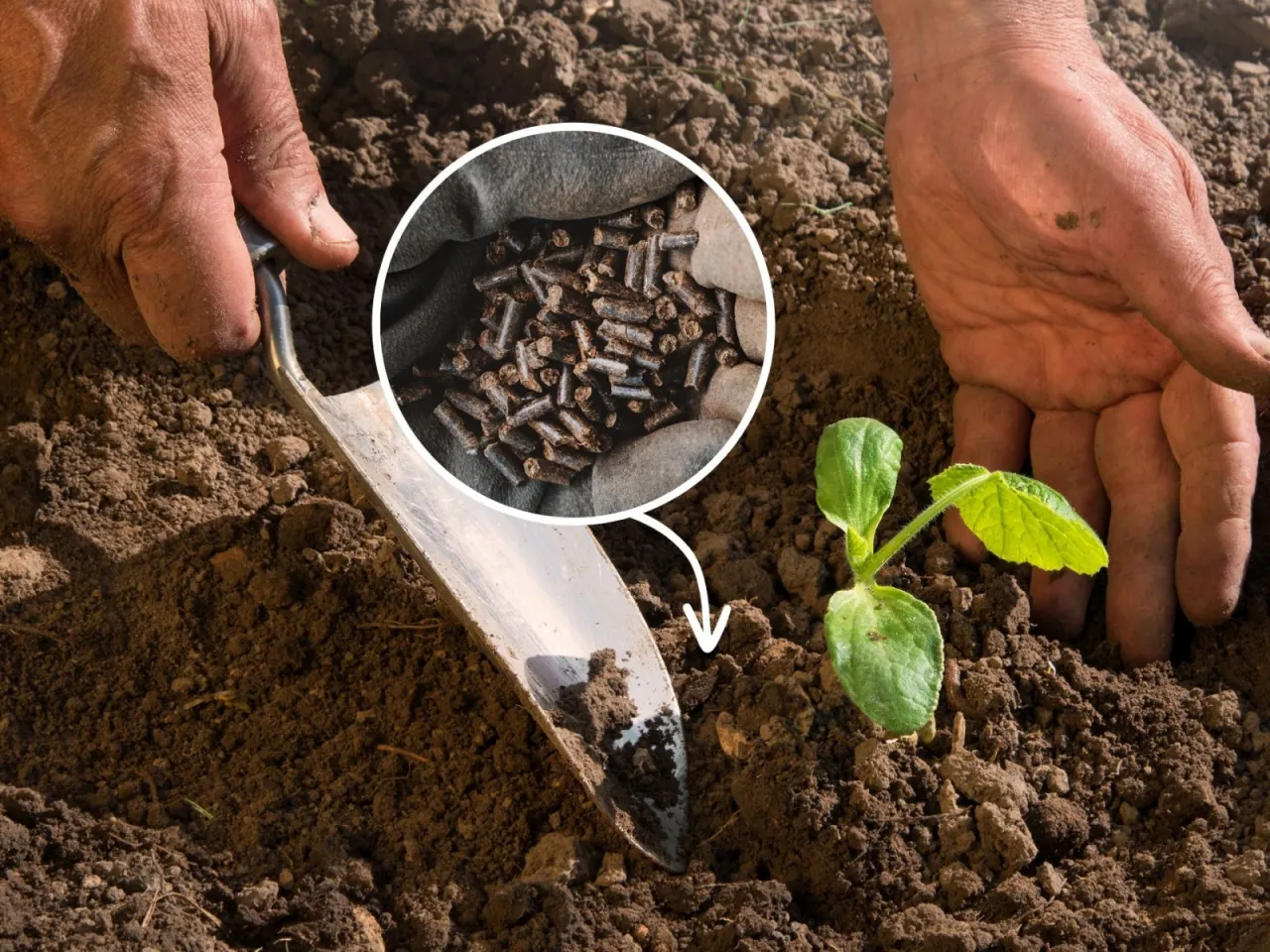 przygotowanie grządki pod ogórki obornik kompost